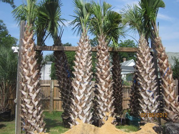 sabal-palm-trees