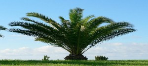north-carolina palm tree