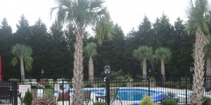 pool-palms